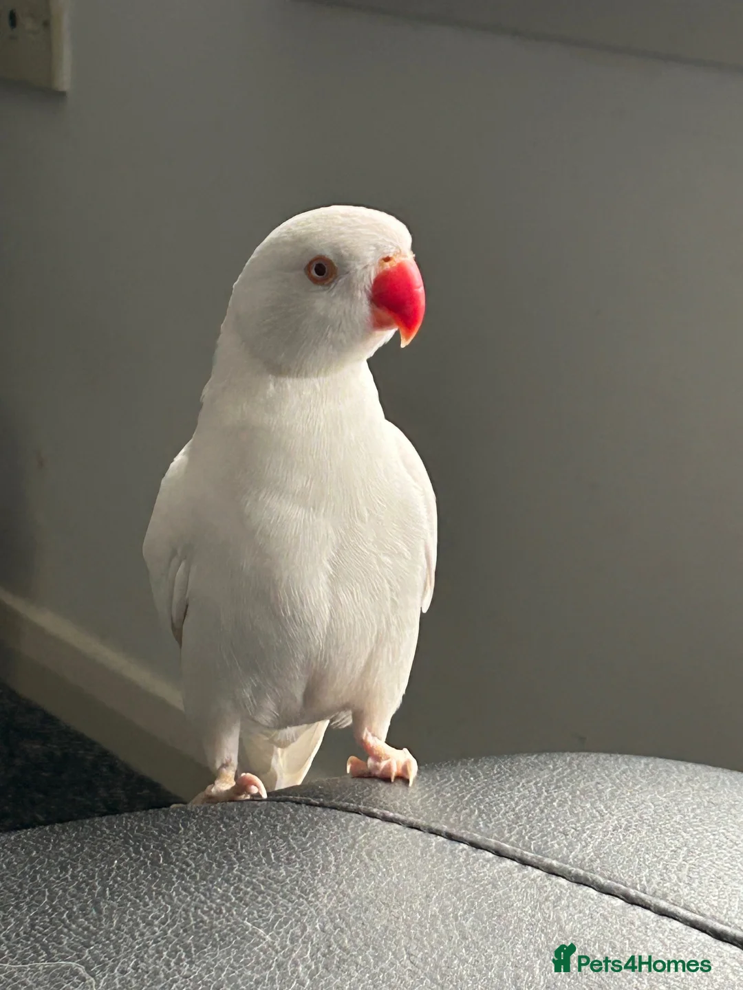 Ringnecks birds for sale: White Indian ringneck for sale in Cowdenbeath - Advert 2