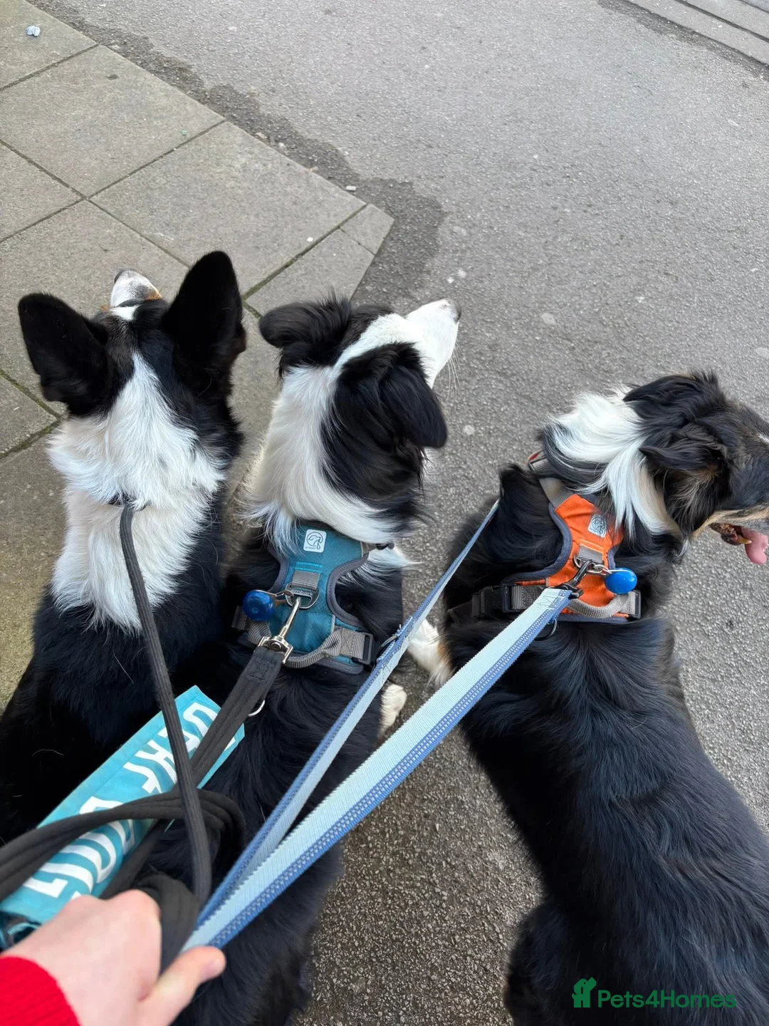 Border Collie dogs for sale: Callie needs a new home  - Advert 37