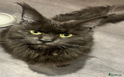 Maine Coon cats for sale: STUNNING MAINE COON KITTENS BLUE SMOKE (tica reg ) - Image 34
