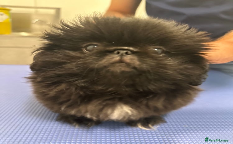 Pekingese dogs - Advert 1