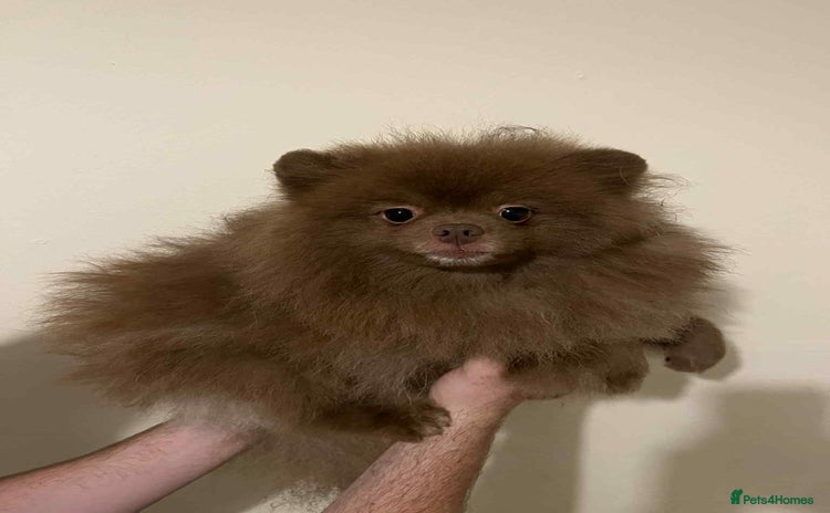 Pomeranian dogs - Advert 1
