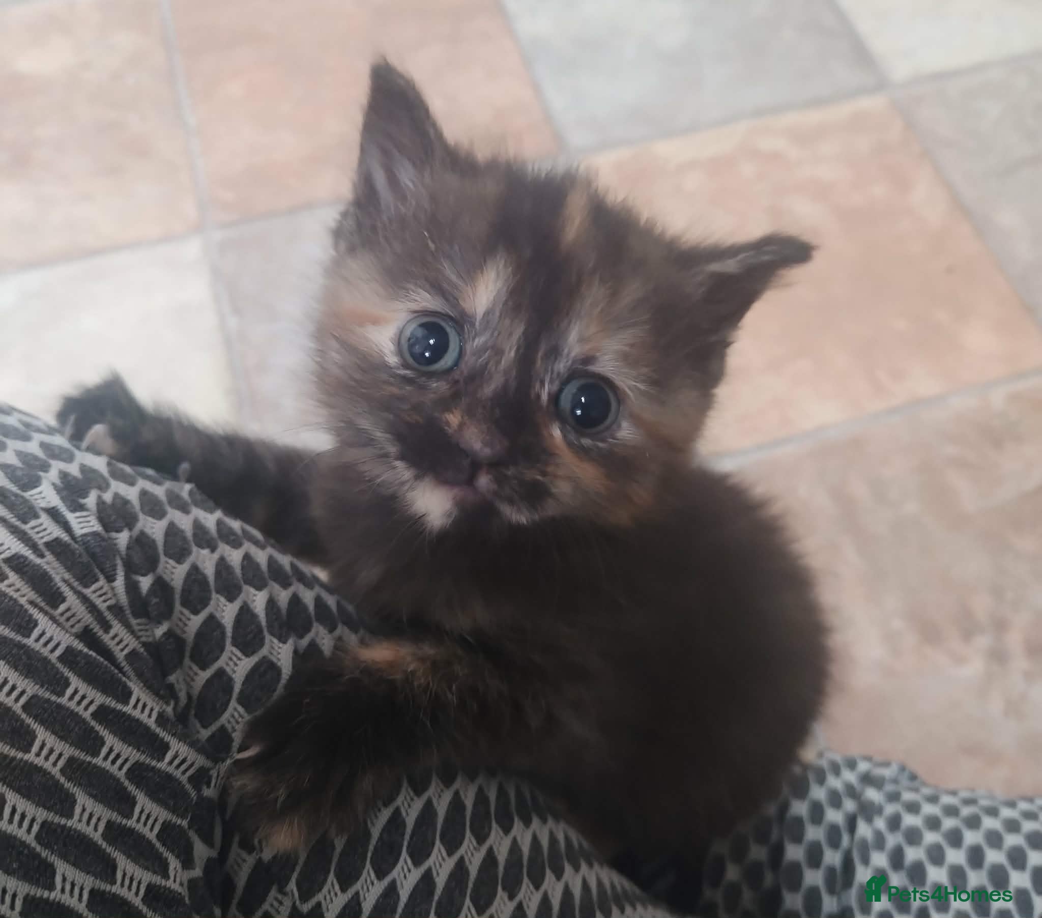 British Shorthair cats for sale: British short hair kittens in Cleckheaton - Advert 9