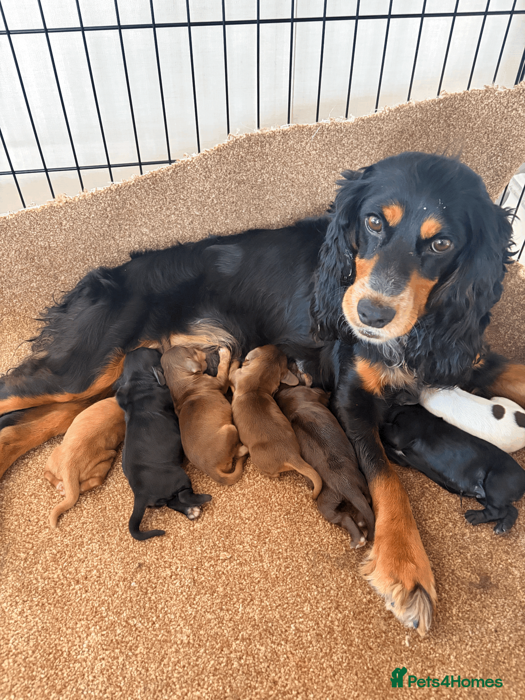 Cocker Spaniel dogs for sale: STUNNING KC REGISTERED COCKER SPANIEL PUPPIES   - Advert 1