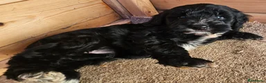 Cockapoo 6
