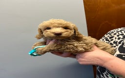 Miniature Poodle dogs for sale: Miniature poodles  - Image 24