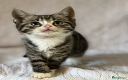 British Shorthair cats for sale: Beautiful British shorthair x - Image 4