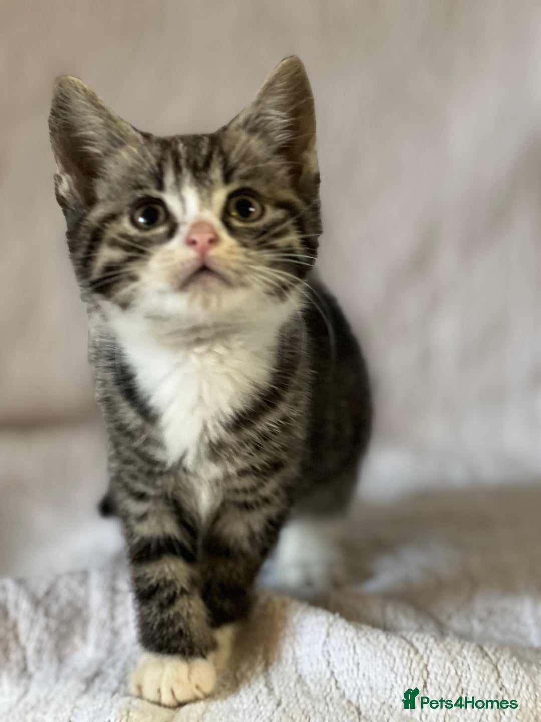 British Shorthair cats for sale: Beautiful British shorthair x - Image 4