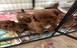 Cavapoo dogs for sale: Cavapoo Pups  - Image 1