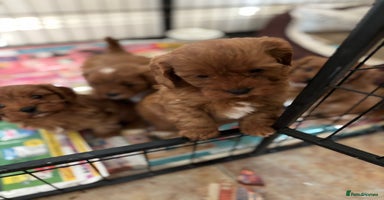 Cavapoo dogs - Advert 14