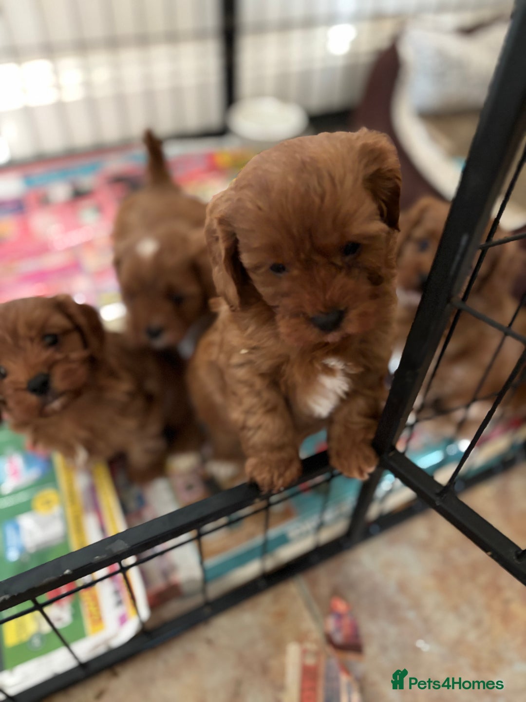 Cavapoo dogs for sale: Cavapoo Pups  - Image 1