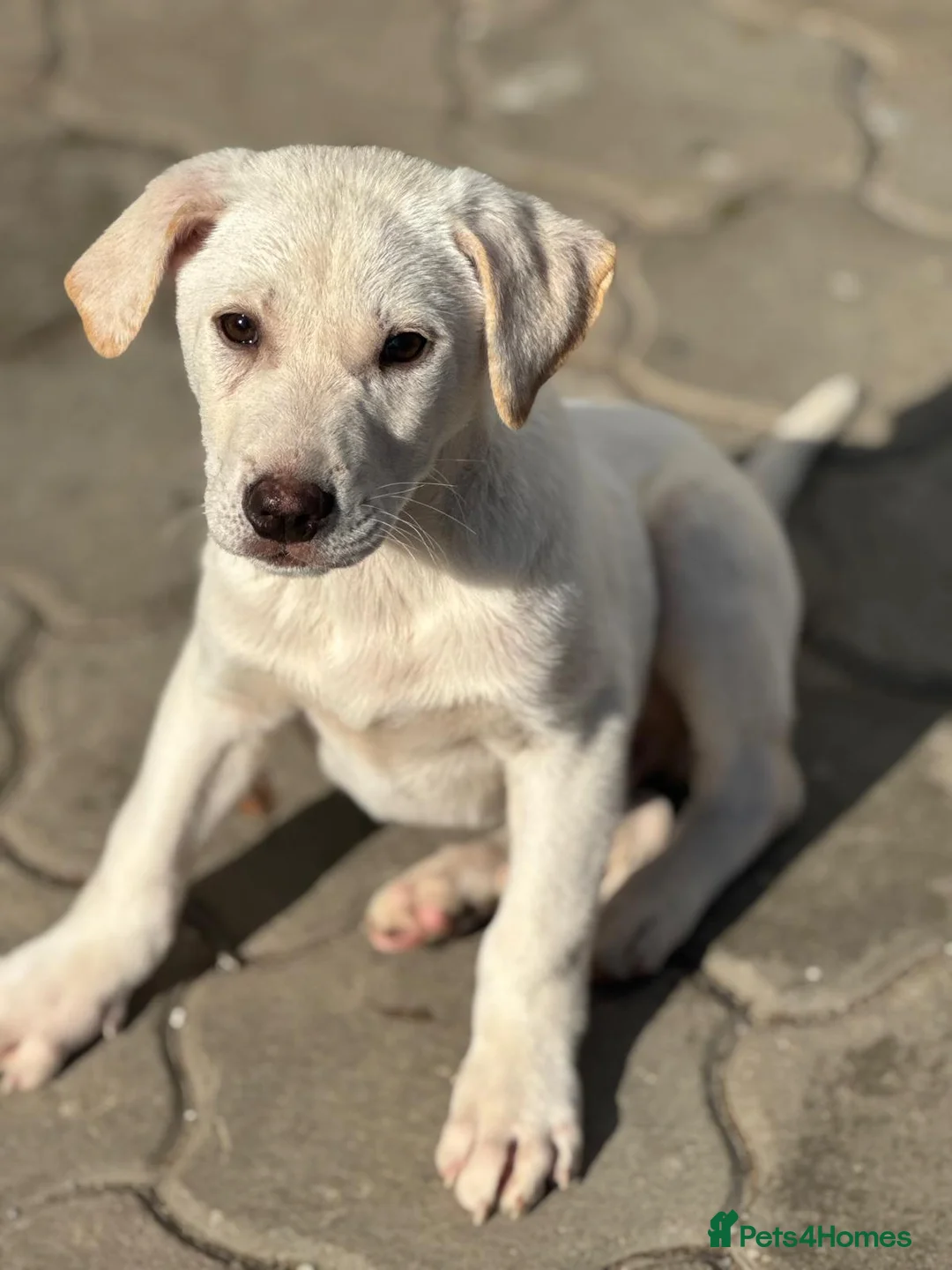 Mixed Breed dogs for adoption: 🐾 JACK – Gentle Soul with the Sweetest Eyes - Advert 18