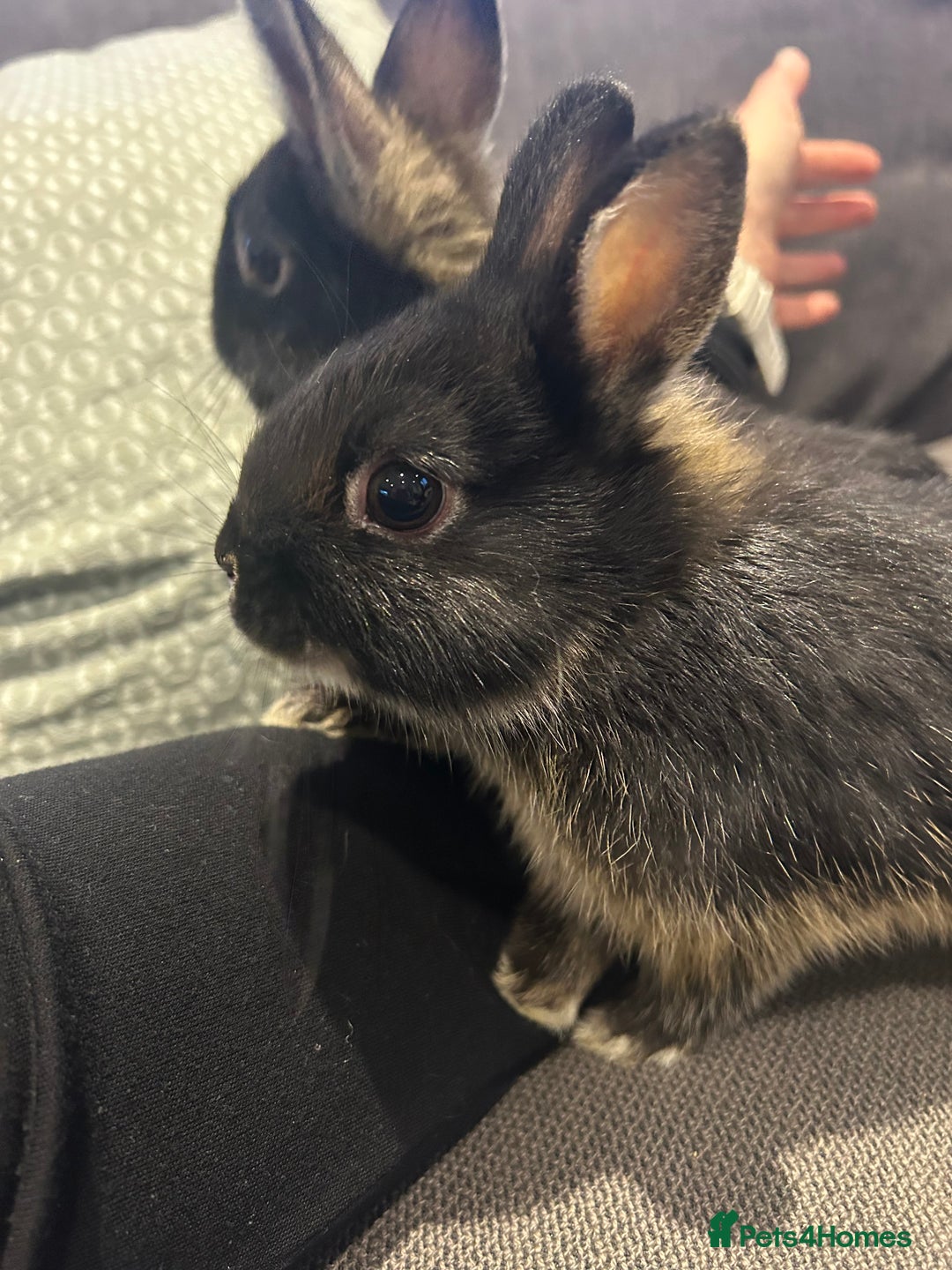 Netherland Dwarf rabbits for sale: Brother & sister bunnies to be homed together  - Advert 11
