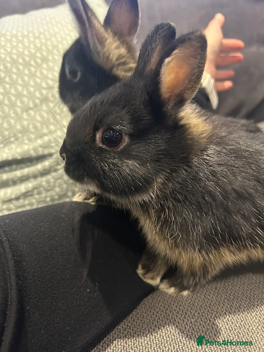 Netherland Dwarf rabbits for sale: Brother & sister Purebred bunnies: homed together  - Advert 14