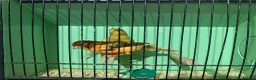Canaries birds for sale: Male Canaries - Advert 7
