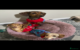 Miniature Dachshund dogs for sale: Stunning mini sausages  - Image 15