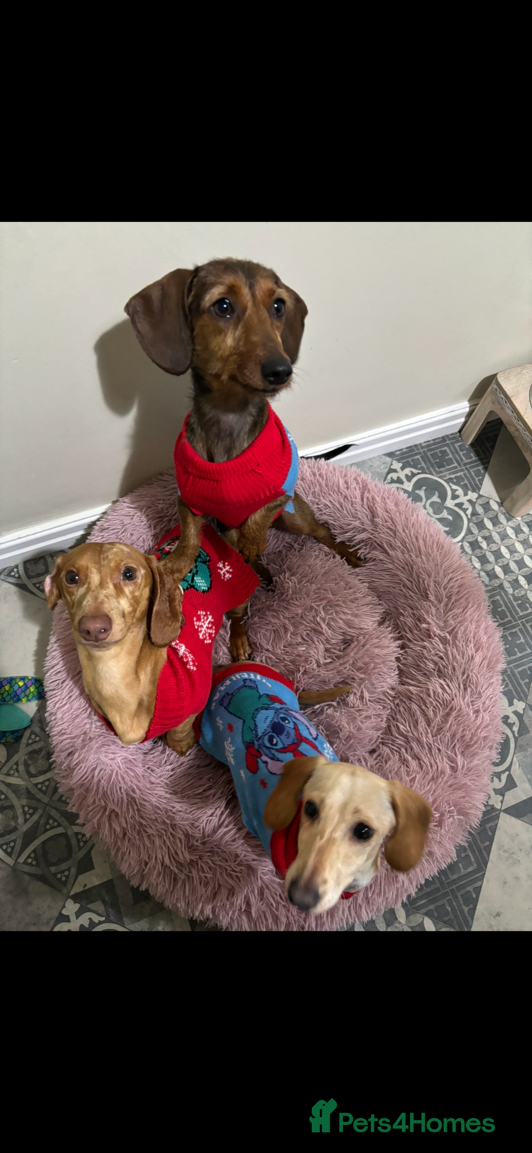 Miniature Dachshund dogs for sale: Stunning mini sausages  - Image 15