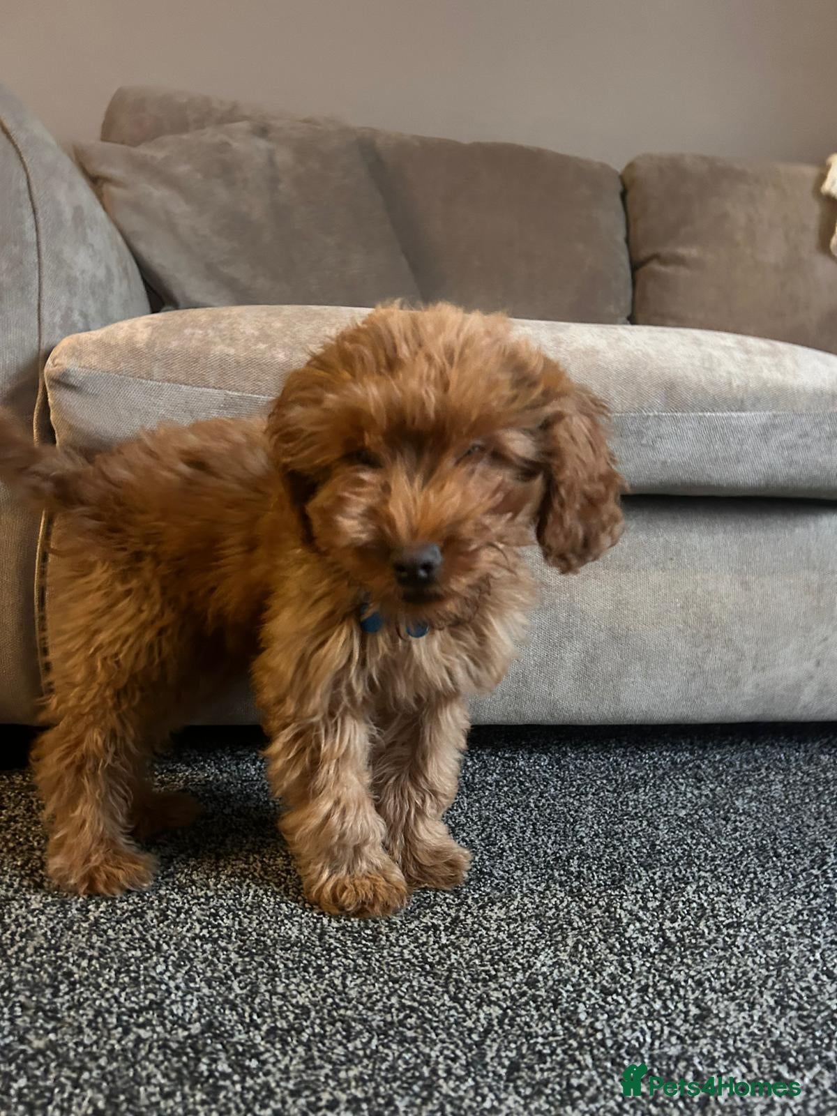 Cockapoo dogs 15 week cockapoo puppy  - Advert 1