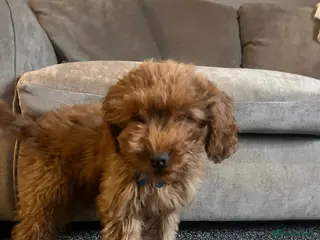 Cockapoo dogs 15 week cockapoo puppy - Advert 1