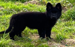 German Shepherd dogs for sale: OLD FASHION GSD PUPPIES DUE 8TH OCTOBER  - Image 21