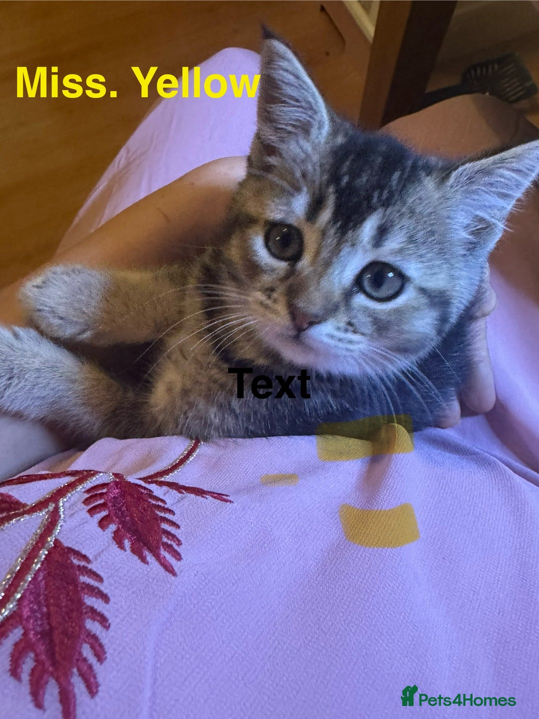 Domestic Shorthair cats for sale: Adorable Loving Kittens Looking for Forever Homes! - Advert 1