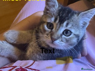 Domestic Shorthair cats Adorable Loving Kittens Looking for Forever Homes! - Advert 1