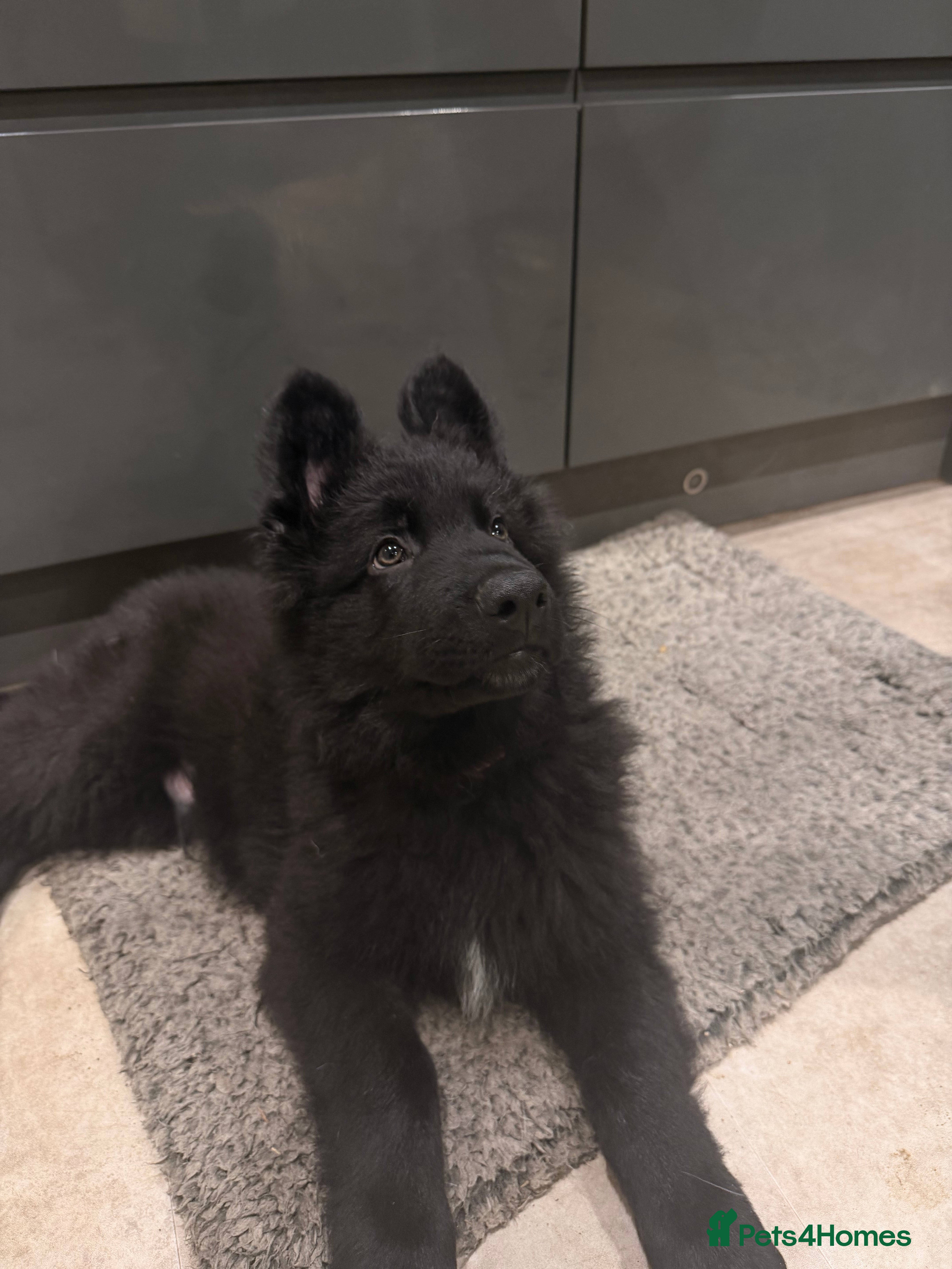 German Shepherd dogs Straight Back German Shepherd Pups -Ready to leave - Advert 6