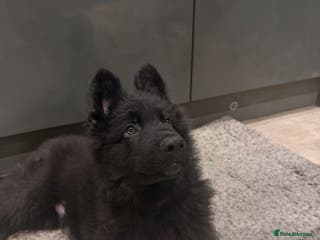 German Shepherd dogs Straight Back German Shepherd Pups -Ready to leave - Advert 6