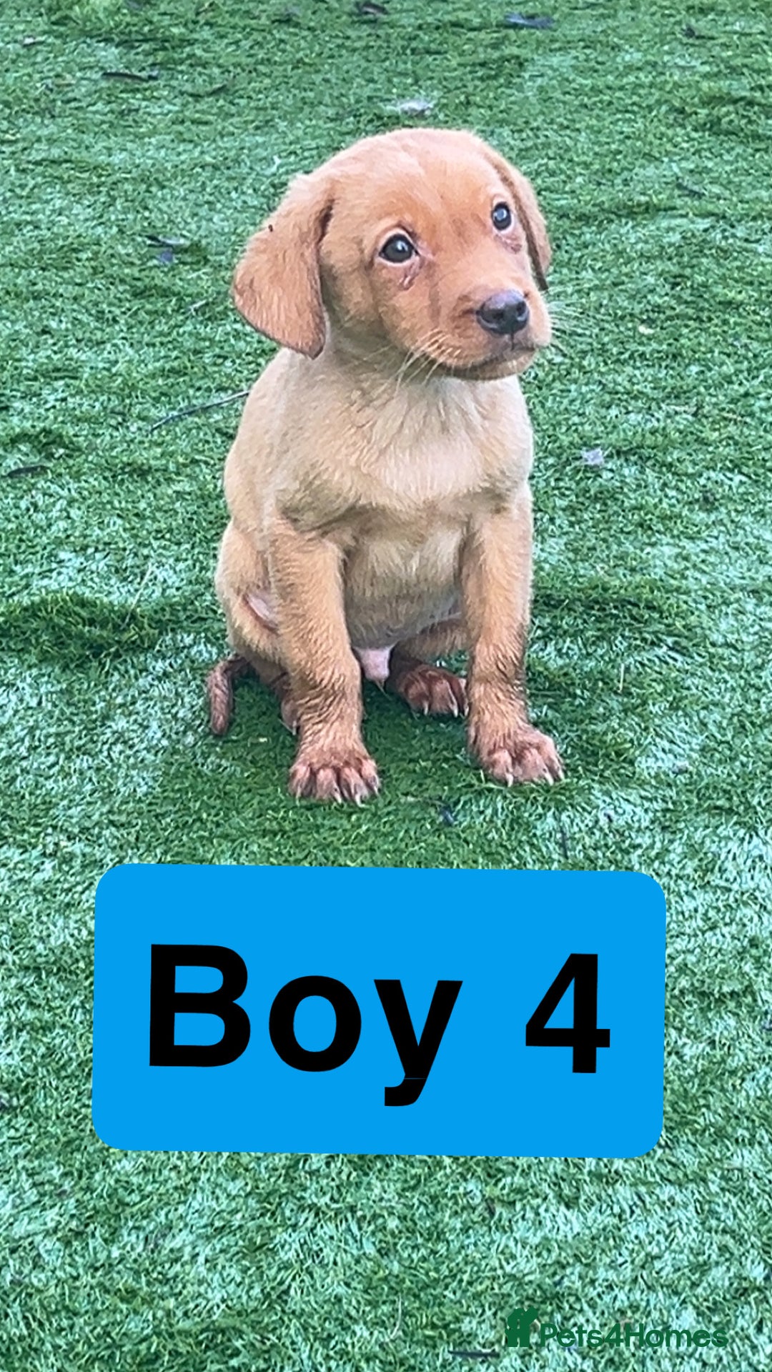 Labrador Retriever dogs for sale: Red Fox Labrador Puppies! ❗️ready now❗️ - Advert 8
