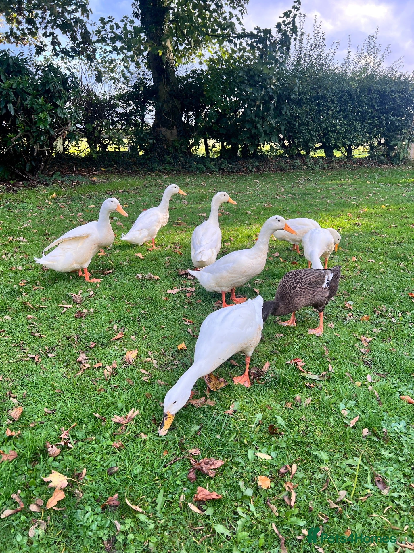 Ducks poultry White Indian Runner Drakes  - Advert 2