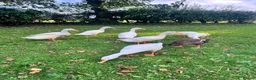Ducks poultry for sale: White Indian Runner Drakes  - Advert 2