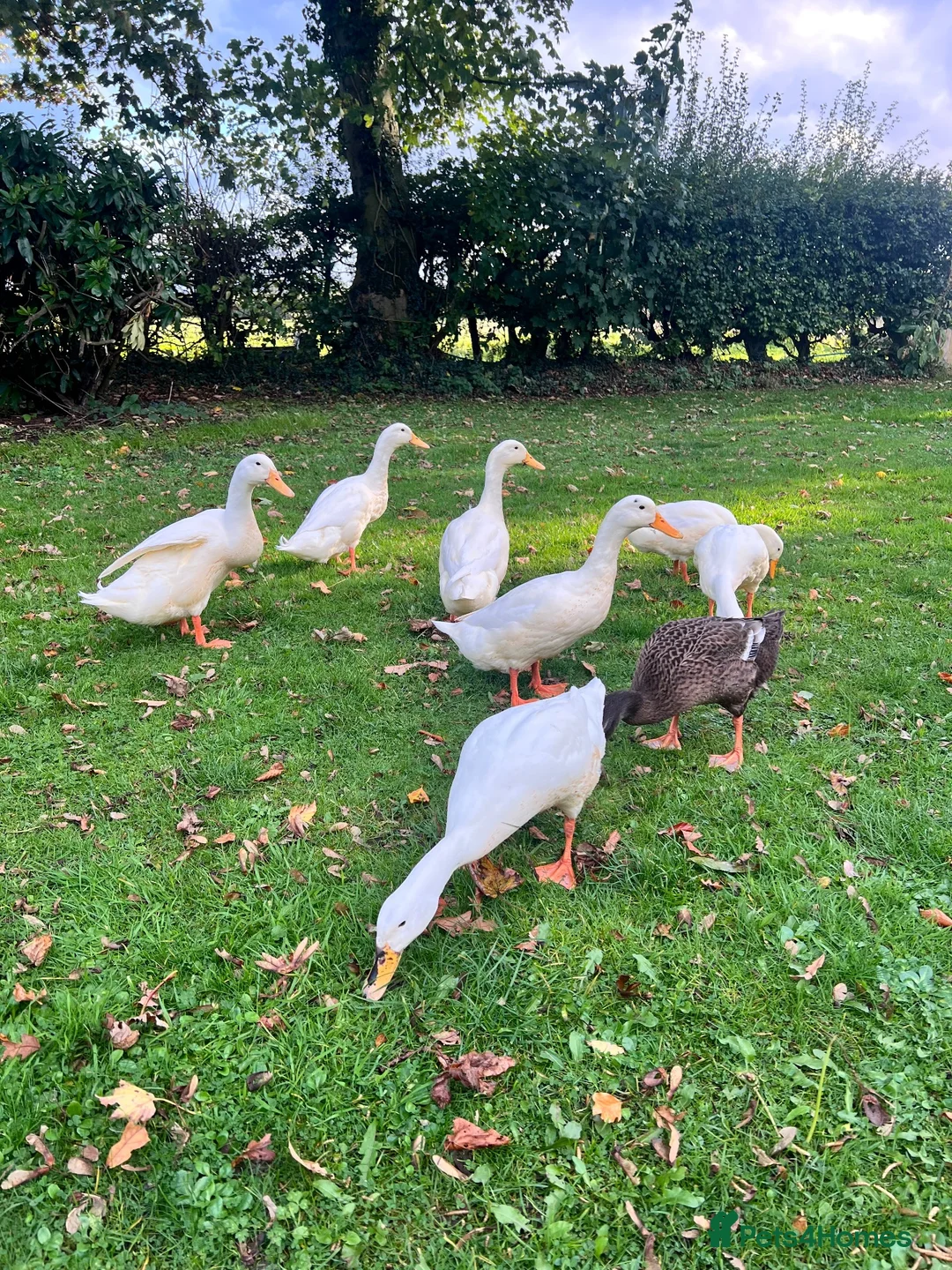 Ducks poultry for sale: White Indian Runner Drakes  - Advert 2