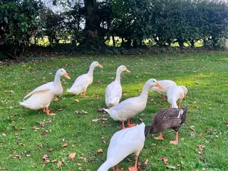 Ducks poultry White Indian Runner Drakes - Advert 2