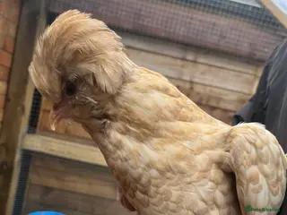 Chickens poultry Chicks, pullets, cockerels - Advert 18