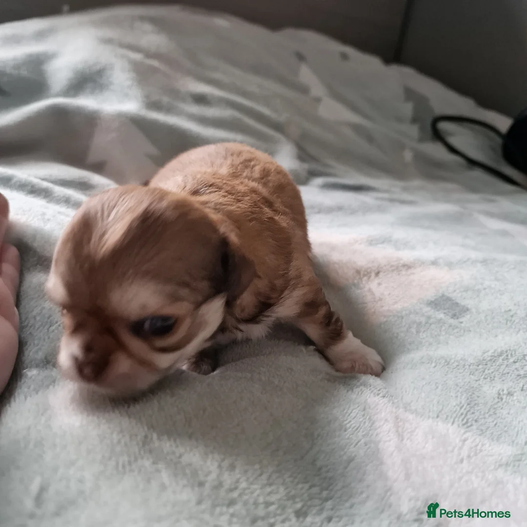 Chihuahua dogs for sale: Beautiful Chihuahua Puppies  - Advert 9