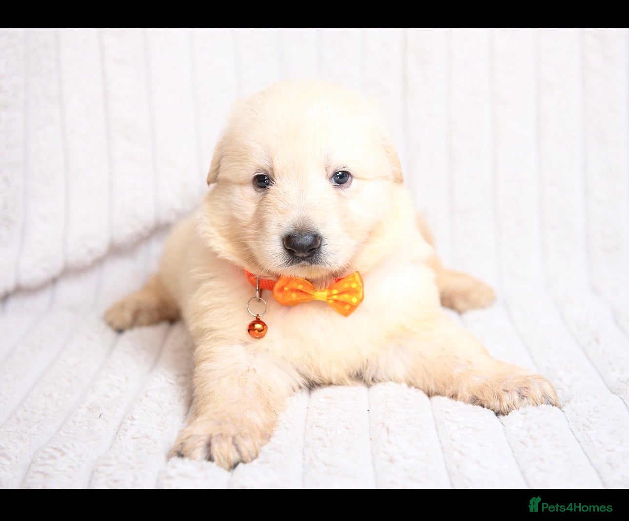 German Shepherd dogs EXCEPTIONAL WHITE GERMAN SHEPHERD PUPPIES FOR SALE - Advert 1
