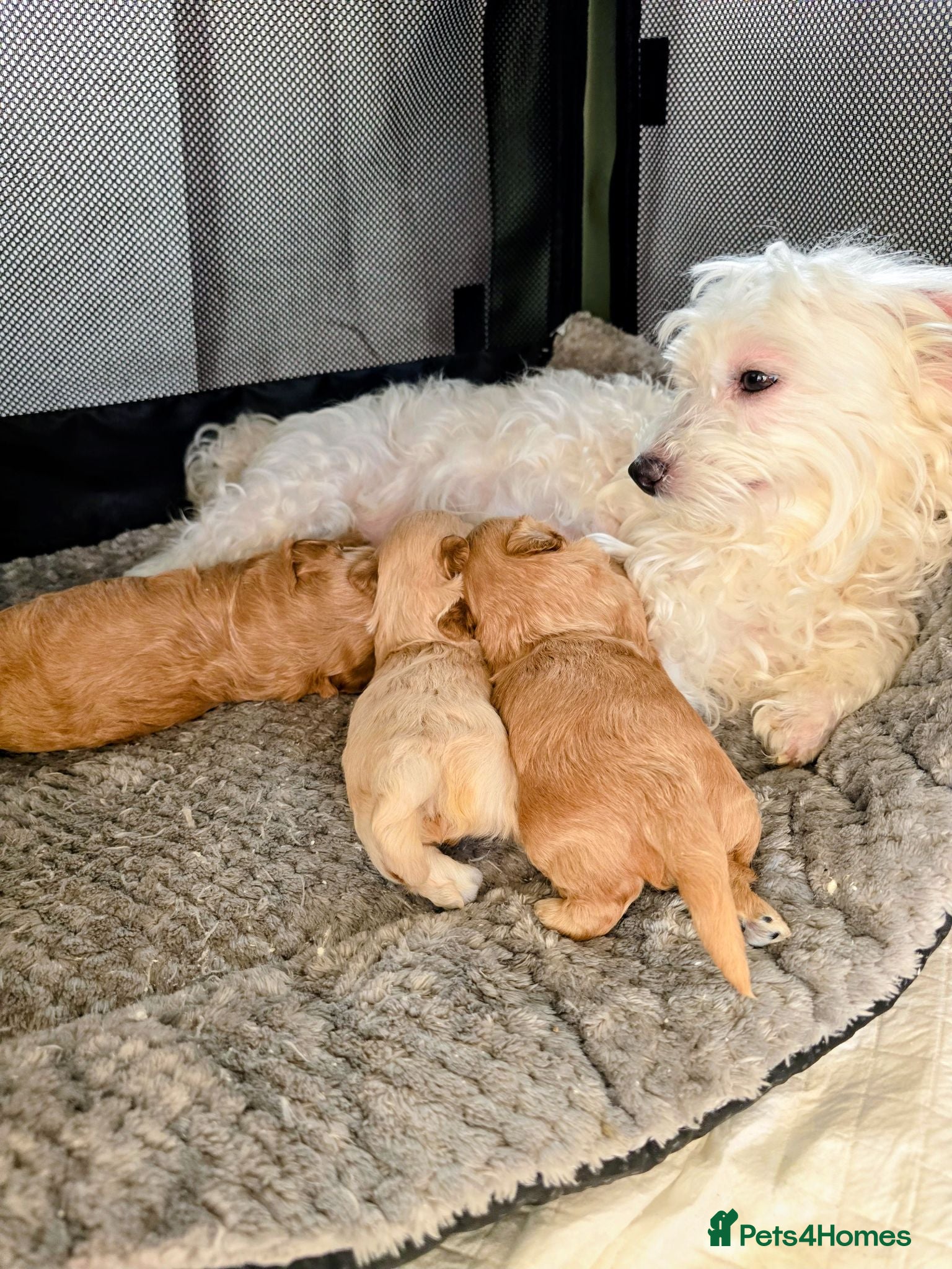 Maltipoo dogs 🐶Tiny Maltipoo puppies🐶🐶🐶 - Advert 1
