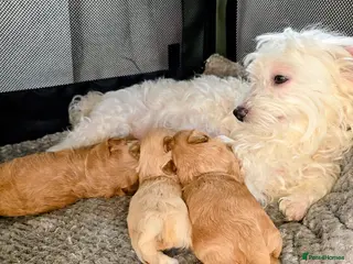 Maltipoo dogs 🐶Tiny Maltipoo puppies🐶🐶🐶 - Advert 1