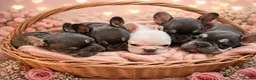 French Bulldog dogs for sale: Adorable French bulldog pups for sale  in Ware - Advert 5