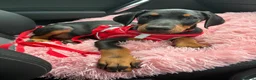 Dobermann dogs for sale: Ready now Kc Health tested Black & Tan girls  - Advert 10