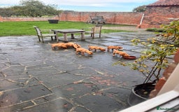 Labrador Retriever dogs for sale: Fox Red Labrador’s  - Advert 13