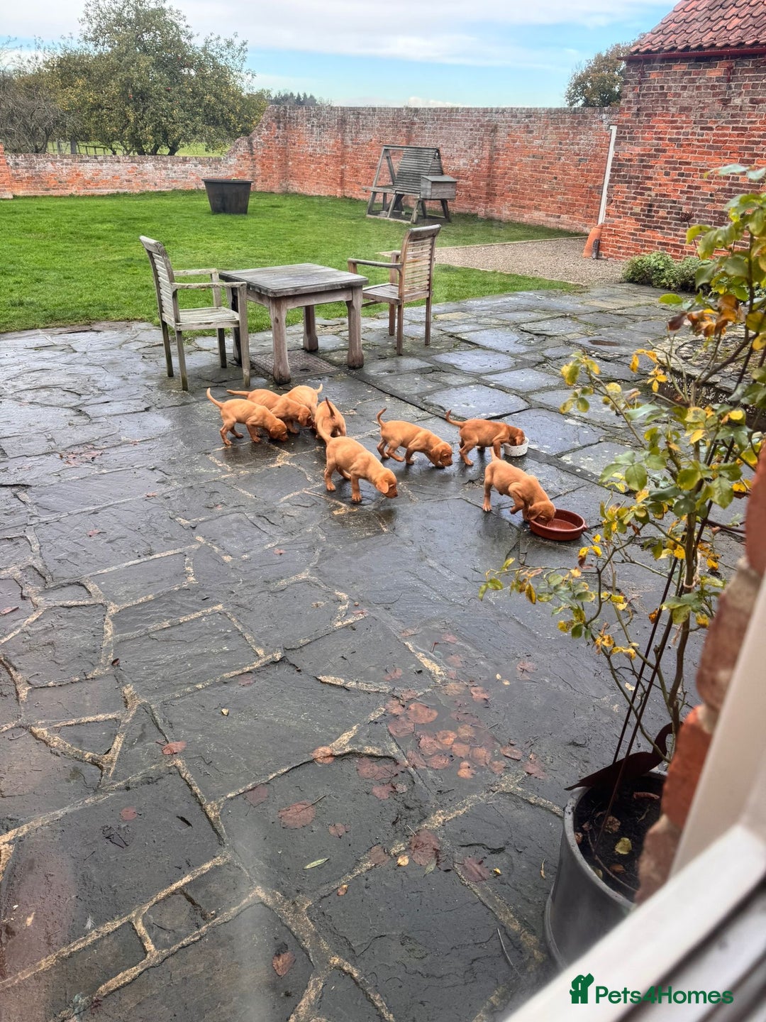 Labrador Retriever dogs for sale: Fox Red Labrador’s  - Advert 13