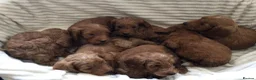 Cockapoo dogs for sale: Beautiful f2 cockapoo puppies - Advert 15