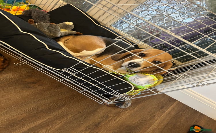 Beagle dogs Dog for adoption  - Advert 10