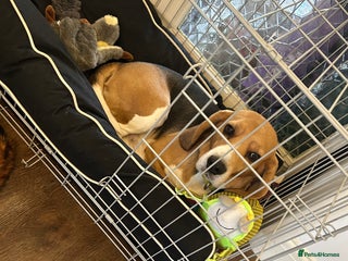 Beagle dogs Dog for adoption - Advert 8