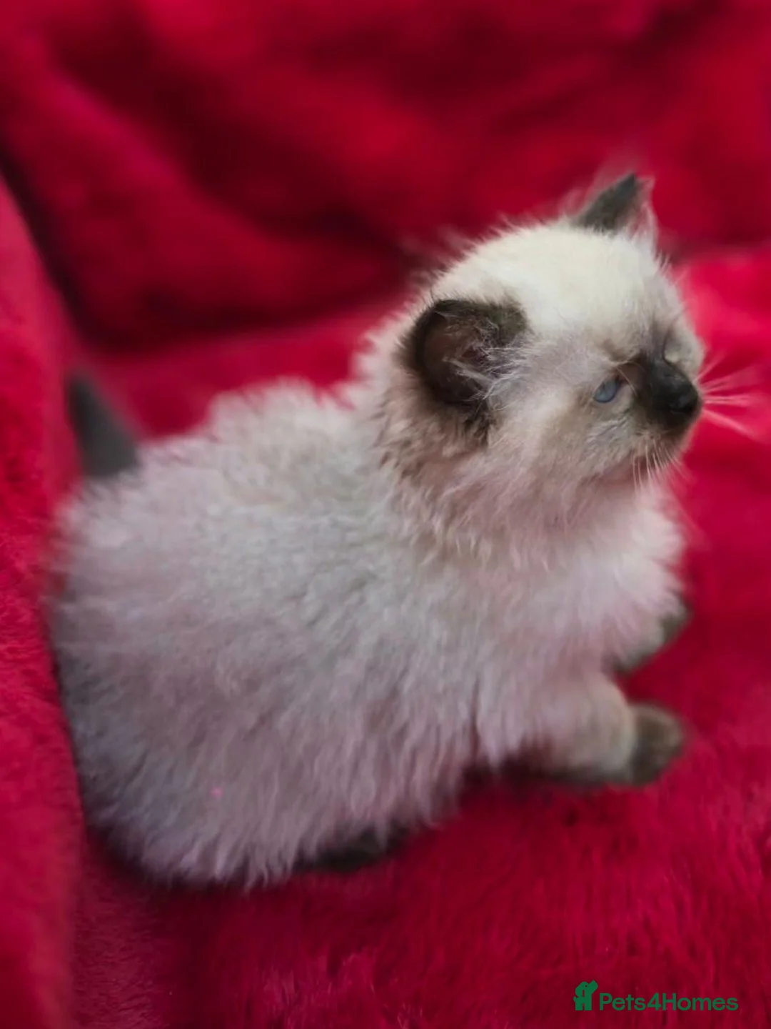 Ragdoll cats for sale: GCCF Registered Ragdoll Kittens  - Advert 19