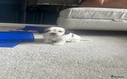 Mixed Breed dogs for sale: 🌟 One Girl left 🌟 Cock-a-Tzu Ready 12/8/25 - Image 22