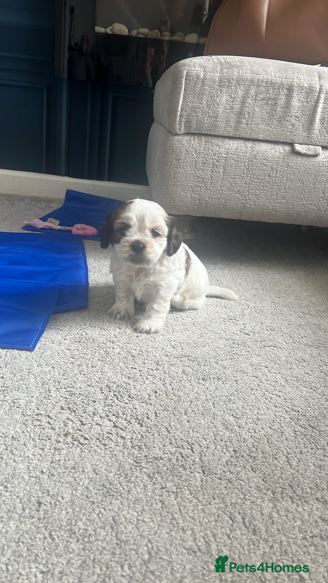 Mixed Breed dogs for sale: 🌟 One Girl left 🌟 Cock-a-Tzu Ready 12/8/25 - Image 22