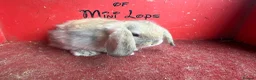 Mini Lop rabbits for sale: Beautiful mini lop babies ready now  - Advert 5