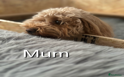 Cavapoo dogs for sale: EXTENSIVELY HEALTH TESTED Red Cavapoos - Image 11