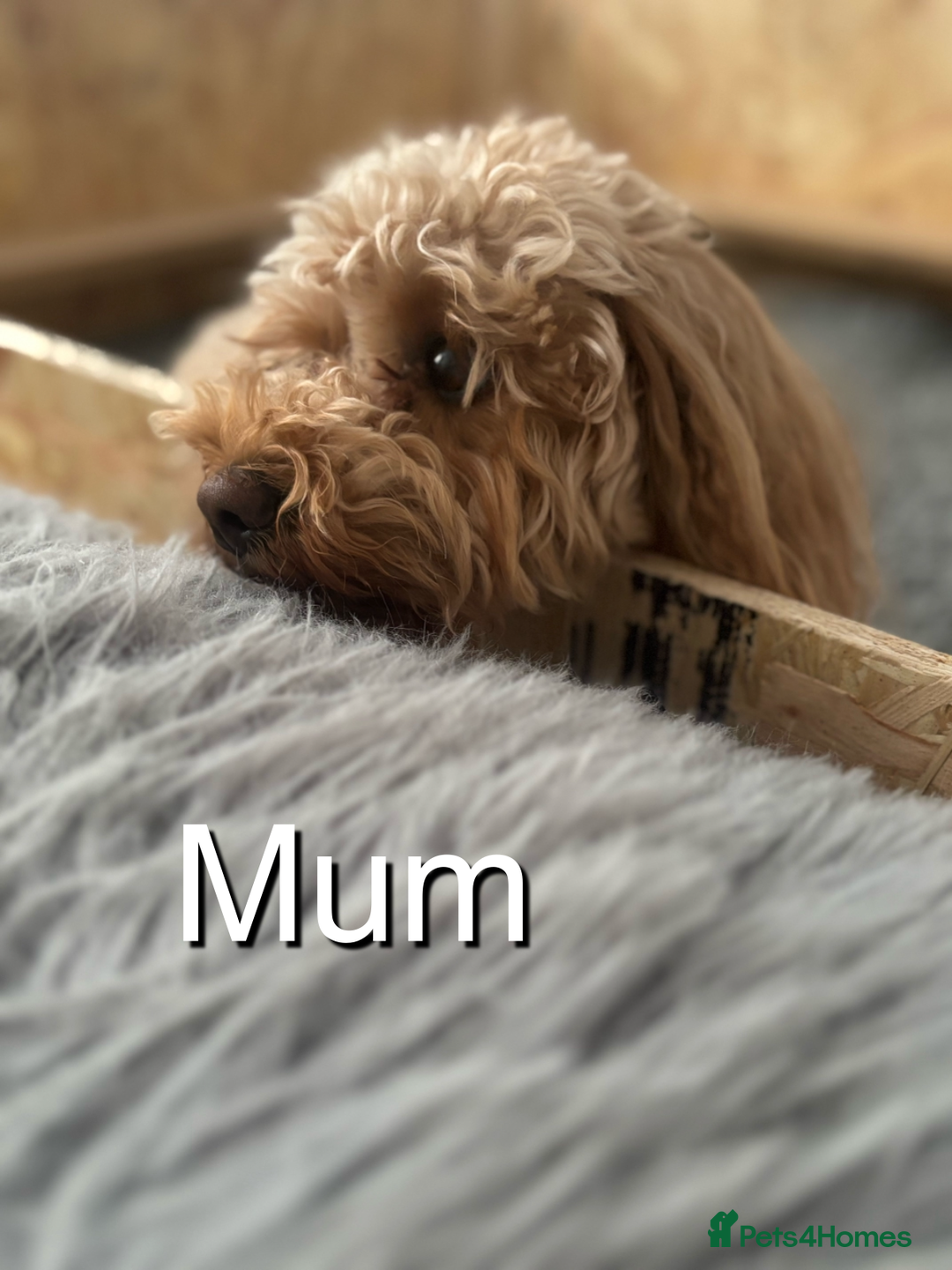 Cavapoo dogs for sale: EXTENSIVELY HEALTH TESTED Red Cavapoos - Image 11